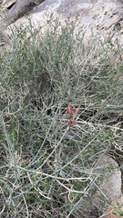 Justicia californica