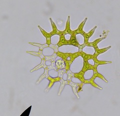 Hydrodictyaceae
