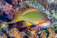 Pseudanthias huchtii