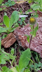 Osbertia stolonifera