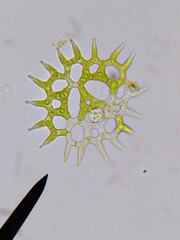 Hydrodictyaceae