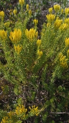 Pteronia uncinata