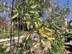 Nicotiana glauca