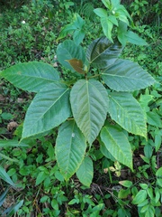Ficus variegata garciae