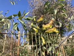 Nicotiana glauca