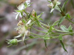 Potentilla caulescens