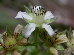 Potentilla caulescens