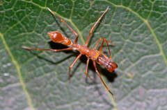 Myrmaplata plataleoides