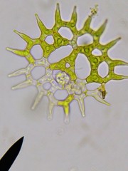 Hydrodictyaceae