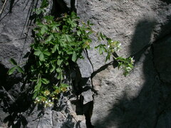 Potentilla caulescens