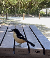 Laniarius ferrugineus