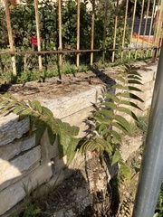 Ailanthus altissima