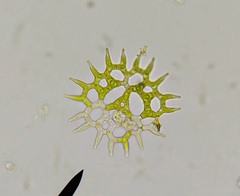Hydrodictyaceae