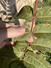 Ailanthus altissima