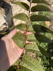 Ailanthus altissima
