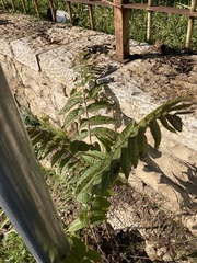 Ailanthus altissima