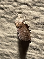 Phyllodesma americana