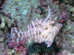 Acreichthys radiatus