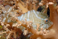 Acreichthys radiatus