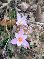 Crocus suaveolens