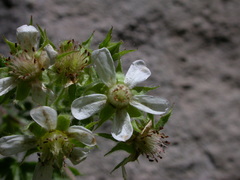 Potentilla caulescens