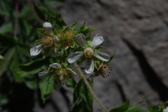 Potentilla caulescens