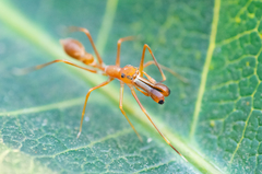 Myrmaplata plataleoides