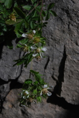 Potentilla caulescens