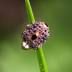 Cionus scrophulariae