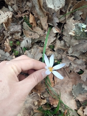 Crocus biflorus