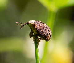 Cionus scrophulariae