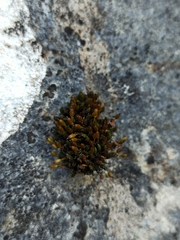 Orthotrichum anomalum