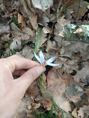 Crocus biflorus