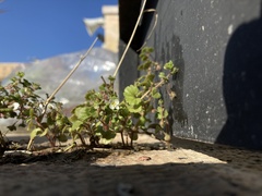 Veronica cymbalaria