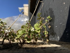 Veronica cymbalaria