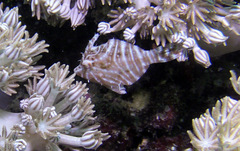 Acreichthys radiatus