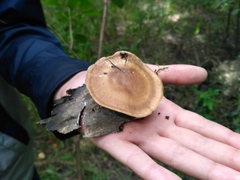 Lentinus substrictus