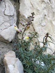 Antirrhinum siculum