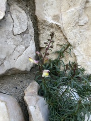 Antirrhinum siculum