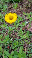 Osbertia stolonifera