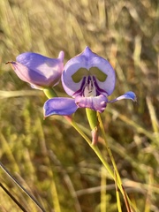Disa graminifolia
