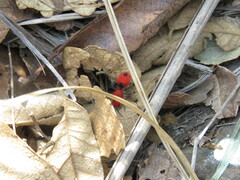 Dasymutilla erythrina