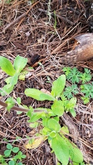 Osbertia stolonifera