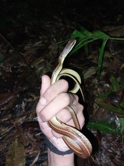 Mastigodryas boddaerti