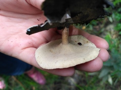 Lentinus substrictus