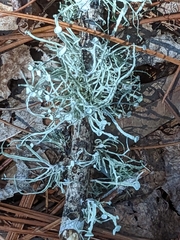 Ramalina stenospora