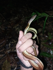 Mastigodryas boddaerti