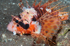 Pterois paucispinula