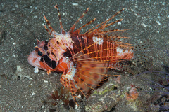 Pterois paucispinula