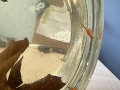 Eubranchipus vernalis